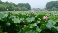 Hangzhou west lake with lotus flowers Royalty Free Stock Photo