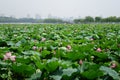 Hangzhou west lake in summer.