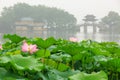 Hangzhou west lake Lotus in full bloom in a misty morning Royalty Free Stock Photo