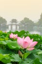 Hangzhou west lake Lotus in full bloom in a misty morning Royalty Free Stock Photo