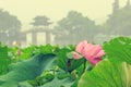 Hangzhou west lake Lotus in full bloom in a misty morning Royalty Free Stock Photo