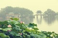 Hangzhou west lake Lotus in full bloom in a misty morning Royalty Free Stock Photo