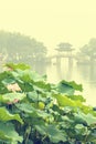 Hangzhou west lake Lotus in full bloom in a misty morning