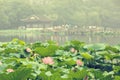 Hangzhou west lake Lotus in full bloom in a misty morning Royalty Free Stock Photo