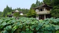 Hangzhou west lake,Lotus Stirred by Breeze in Quyuan Garden Royalty Free Stock Photo