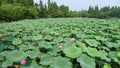 Hangzhou west lake,Lotus Stirred by Breeze in Quyuan Garden