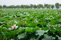 Hangzhou west lake in summer.