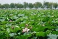 Hangzhou west lake in summer.