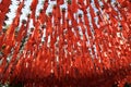 Colourful Red prayer ribbons at The Lingyin Temple. Hangzhou, Zhejiang, China. October 28, 2018.