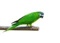 Hanh macaw or red-shouldered macaw, beautiful green bird  isolated perching on the branch. Royalty Free Stock Photo