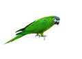 Hanh macaw or red-shouldered macaw, beautiful green bird with white background . Royalty Free Stock Photo