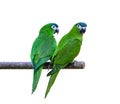 Hanh macaw or red-shouldered macaw, beautiful green birds perched on the branch.