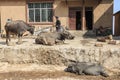 Hani farmer busy with his daily activities with water buffalos and a pig on foreground. Hani are one of the 56 minorities in China