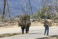 Hani people carrying wood in the roads of YuanYang.