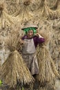 Hani Rice Farmer in China Royalty Free Stock Photo