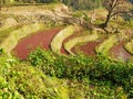 Hani Rice terraces Yuanyang, China Royalty Free Stock Photo