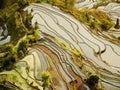 Hani Rice terraces Yuanyang, China Royalty Free Stock Photo