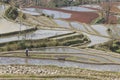 Hani woman working in a rice paddy in YuanYang.