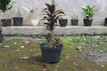 Cordyline fruticosa or hanjuang plant in the black pot