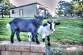 Hank and Lenny farm goats Royalty Free Stock Photo