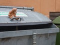 Hannover, Lower Saxony, Germany - July, 29, 2019: a lonely little teddy bear sitting on a metal garbage container