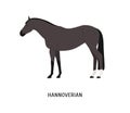 Hannoverian horse flat vector illustration. Beautiful dark grey stallion with short mane isolated on white background