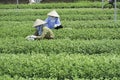 Hanoi, Vietnam - Aug 28, 2015: Asian woman farmers harvesting vegetable on agricultural cultivated field in suburb of Hanoi