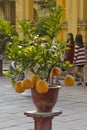 unusual citrus fruit Buddha fingers growing in a pot