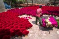 Hanoi, Vietnam - July 28, 2017: Incense sticks drying outdoor with Vietnamese worker working on the yard Royalty Free Stock Photo