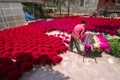 Hanoi, Vietnam - July 28, 2017: Incense sticks drying outdoor with Vietnamese worker working on the yard Royalty Free Stock Photo