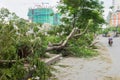 Hanoi, Vietnam - June 14, 2015: Fallen tree damaged on street by natural heavy wind storm in Tam Trinh street Royalty Free Stock Photo