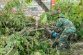 Hanoi, Vietnam - June 14, 2015: Fallen tree damaged on street by natural heavy wind storm in Tam Trinh street Royalty Free Stock Photo