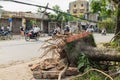 Hanoi, Vietnam - June 14, 2015: Fallen tree damaged on street by natural heavy wind storm in Tam Trinh street