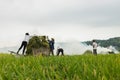 Hanoi, Vietnam - May 24, 2015: Asian farmers working on field in harvesting season in suburb of Hanoi Royalty Free Stock Photo