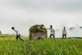 Hanoi, Vietnam - May 24, 2015: Asian farmers working on field in harvesting season in suburb of Hanoi Royalty Free Stock Photo