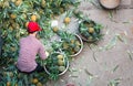 HANOI, VIETNAM - MAY 24, 2017: Vietnamese worker sorting big amount of pineapple fruit into smaller containers for street sellers