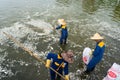 Hanoi, Vietnam - Oct 2, 2016: Garbage collector, environment workers take mass dead fishes out from West Lake Royalty Free Stock Photo