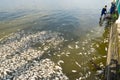 Hanoi, Vietnam - Oct 2, 2016: Mass dead fish on lake with Garbage collector, environment workers take mass dead fishes out from We