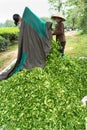 Yen Bai, Vietnam - Sep 16, 2016: Cluster of green tea leaves after harvesting in Van Chan district