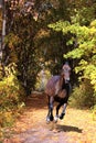 Hanoverian horse gallop in autumn woods Royalty Free Stock Photo