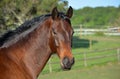 Hanoverian horse portrait Royalty Free Stock Photo