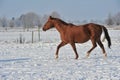 Hanoverian horse in winter Royalty Free Stock Photo