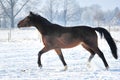 Hanoverian horse in winter Royalty Free Stock Photo