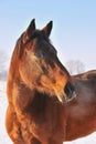 Hanoverian horse in winter Royalty Free Stock Photo