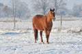 Hanoverian horse in winter Royalty Free Stock Photo