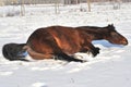 Hanoverian horse in winter Royalty Free Stock Photo