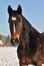 Hanoverian horse in winter Royalty Free Stock Photo