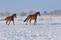 Hanoverian horses in winter Royalty Free Stock Photo