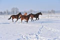 Hanoverian horses in winter Royalty Free Stock Photo