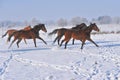 Hanoverian horses in winter Royalty Free Stock Photo